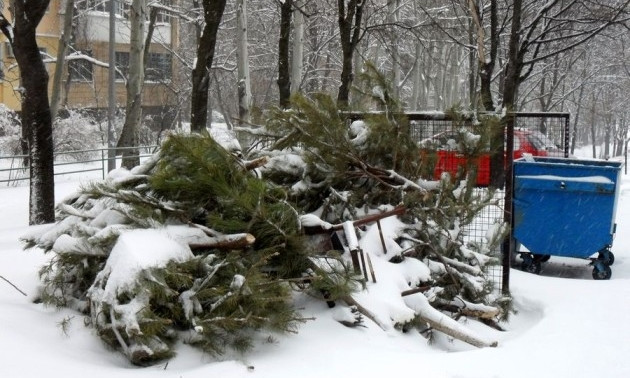 Михаил Лысенко рассказал о судьбе новогодних елок 