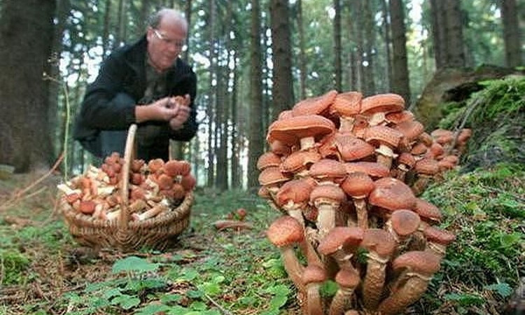На Днепропетровщине жители травятся грибами 