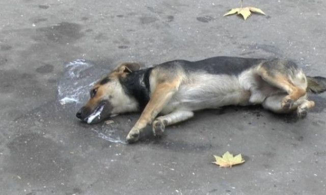 В центре Днепра догхантеры отравили собаку