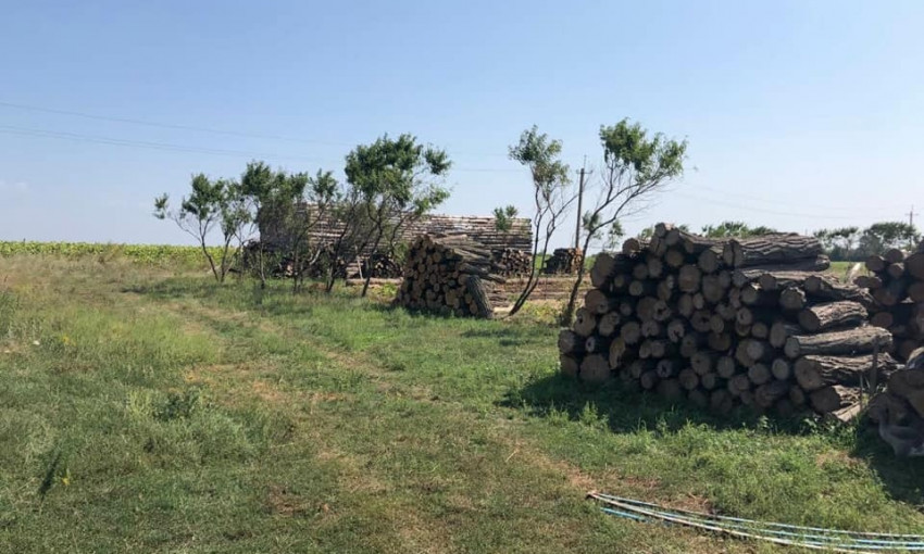 Житель Днепропетровщины незаконно торговал вырубленной древесиной