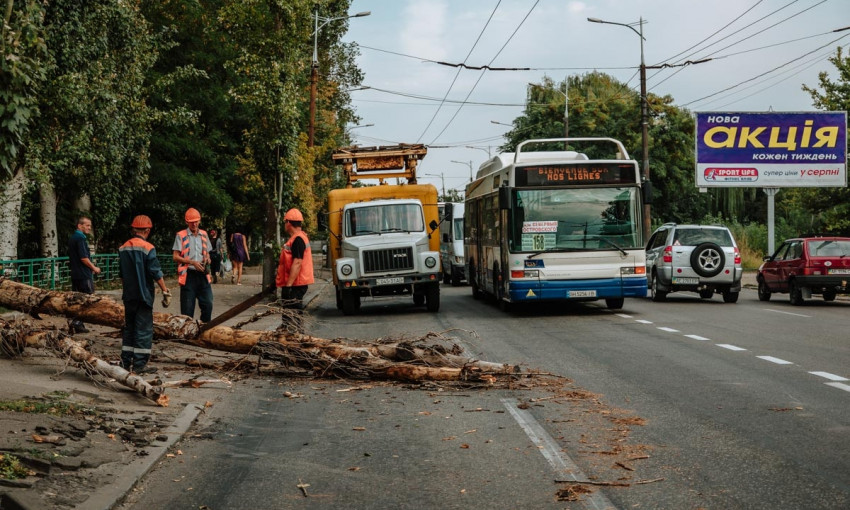 Древопад в Днепре: аварийное дерево рухнуло на провода