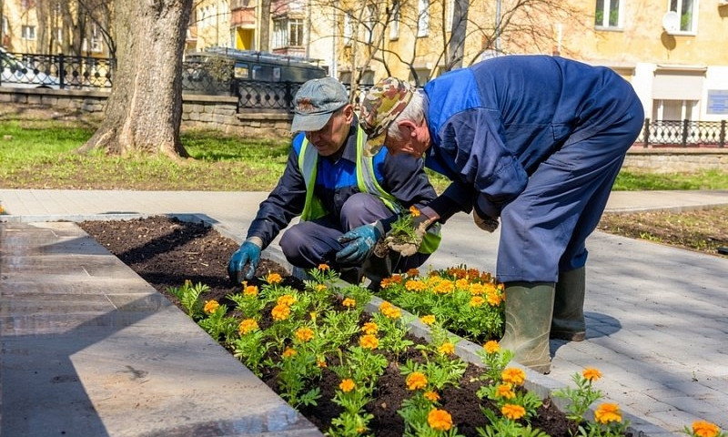 В Днепре посадят цветы и кустарники за 13 миллионов гривен