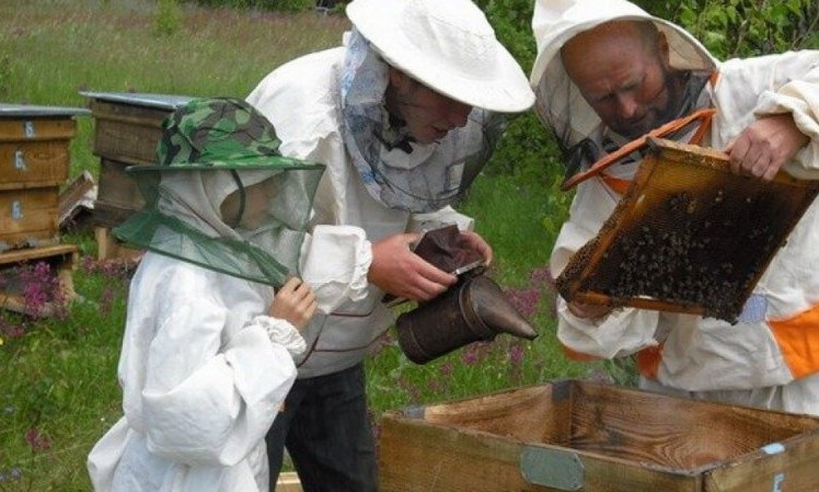Мор пчел на Днепропетровщине: пчеловоды установили причину