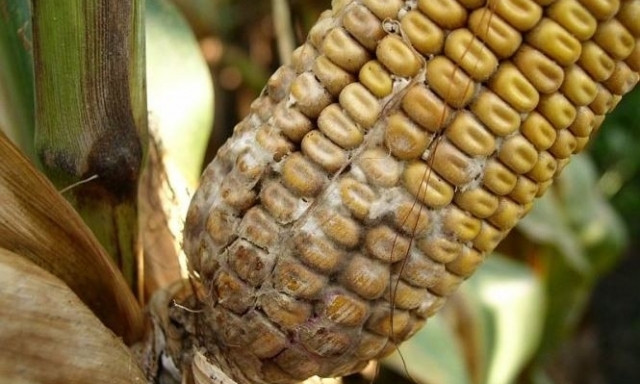 Аномальная жара в регионе повлияла на посевы кукурузы 