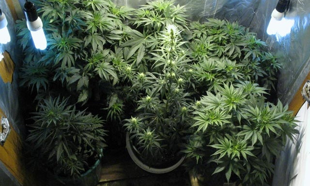 Житель Днепропетровщины выращивал дома марихуану 