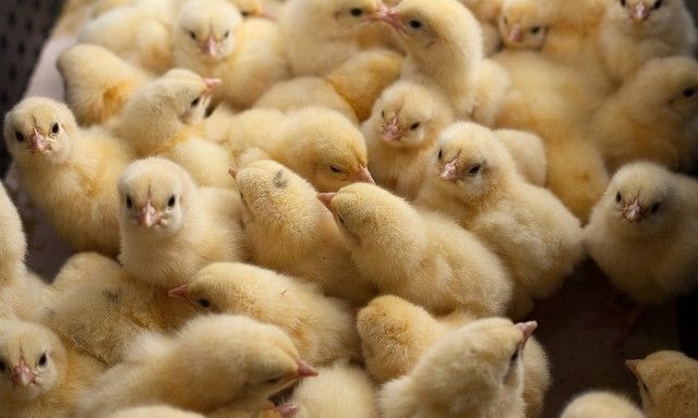 На Днепропетровщине из-за жары и отсутствия света на птицефабрике погибли цыплята 