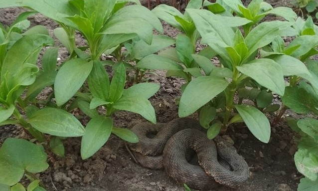 На Днепропетровщине огромная змея возле дома испугала весь город 