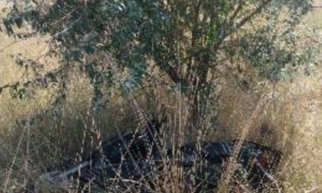 На Днепропетровщине угонщик прятал ворованный скутер под деревом 