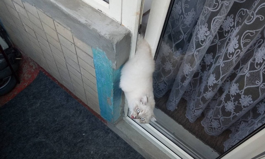 В Днепре кот застрял в двери балкона и умер 