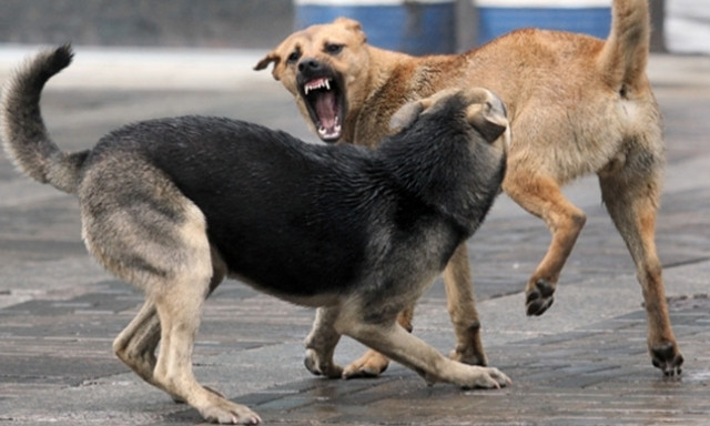 Жителей Днепропетровщины терроризируют бродячие собаки 