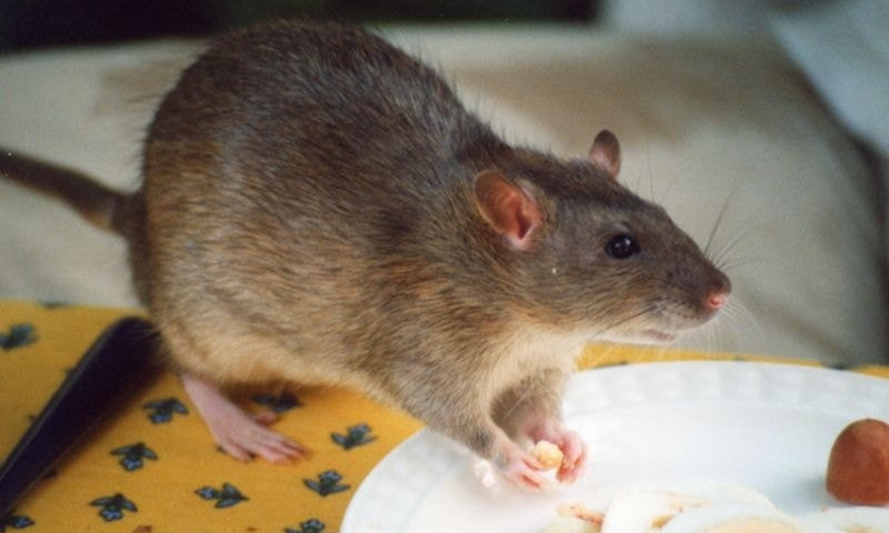 В Днепре крысы бегают по улицам и лезут в дома 