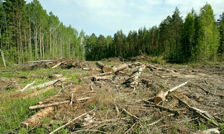 Днепропертовский облсовет запретил вырубку леса