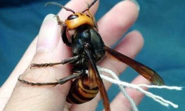 Сколия гигант в Днепре: горожан беспокоят огромные осы