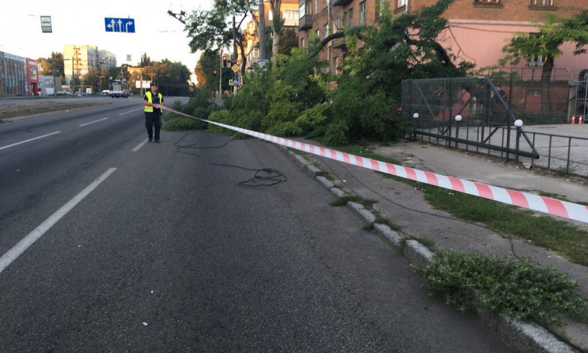 Древопад в Днепре: дерево упало на дорогу 