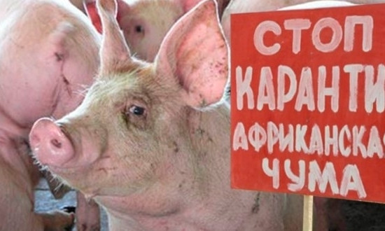 Африканская чума свиней на Днепропетровщине