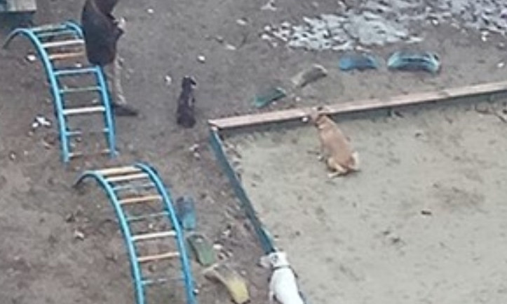В Днепре собаководы выгуливают собак в песочницах 
