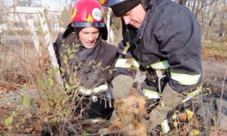 На Днепропетровщине сотрудники ГСЧС спасли собаку 