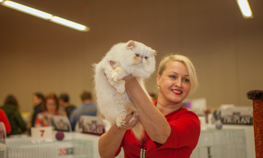 Мяукающий Днепр: в городе проходит выставка кошек 