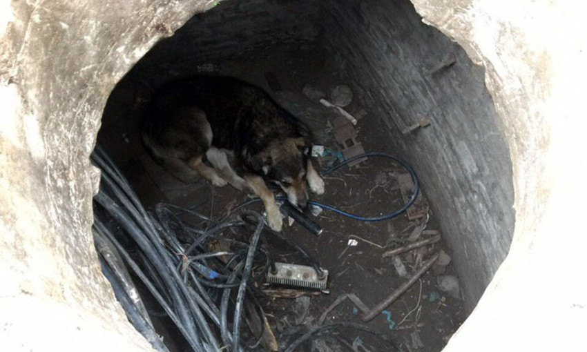 В Днепре работники ГСЧС спасли собаку