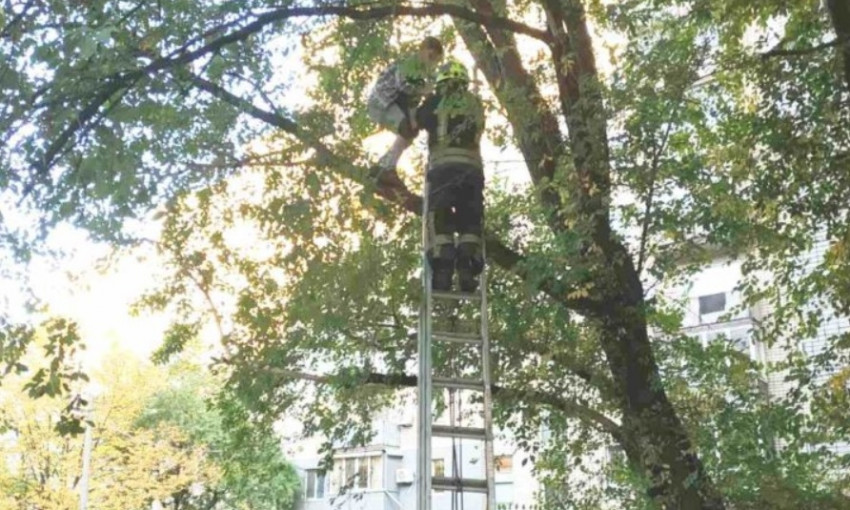 В Днепре сотрудники ГСЧС снимали мальчика с дерева 