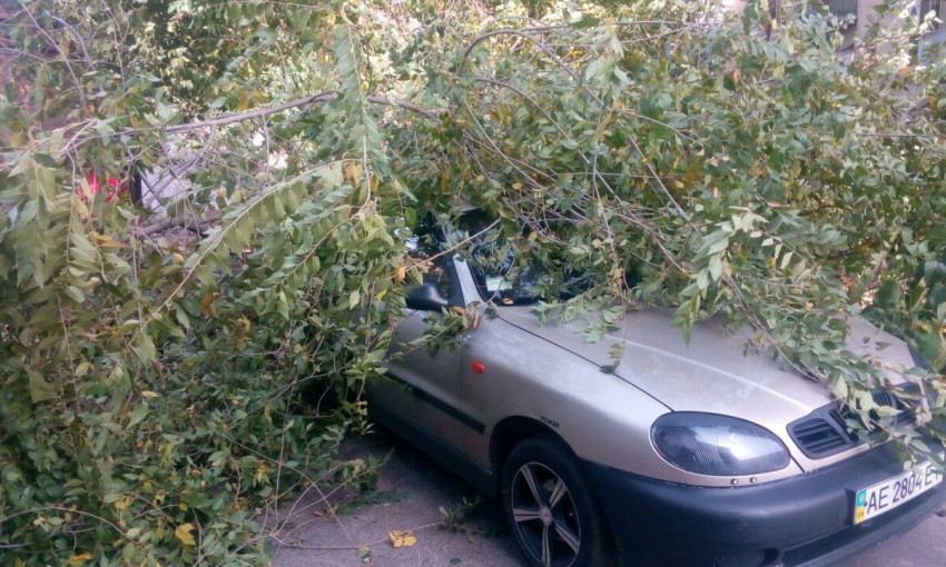 Древопад в Днепре: дерево упало на машину 
