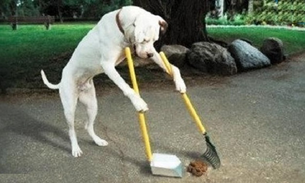 Чистый Днепр: днепрянам напомнили, как правильно убирать собачьи "подарки"