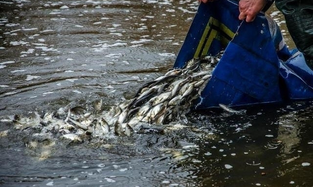 На Днепропетровщине в водохранилище выпустили рыб-мелиораторов