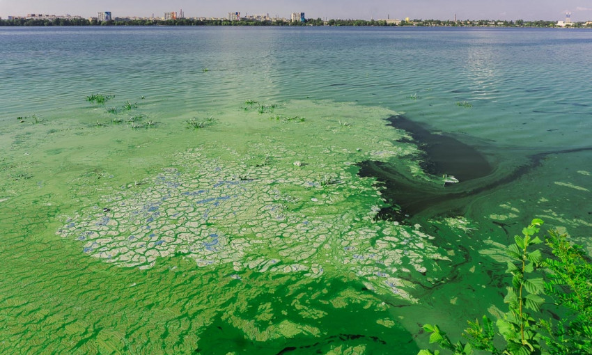 Зеленый Днепр: акватория города загрязнена фитопланктоном 