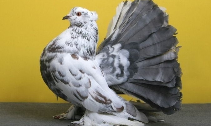 На Днепропетровщине открылась выставка редких птиц и животных