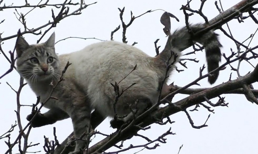 В Днепре сотрудники ГСЧС снимали кота с дерева 