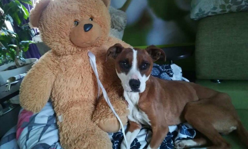 В Днепре волонтеры спасли беременную собаку от съедения 