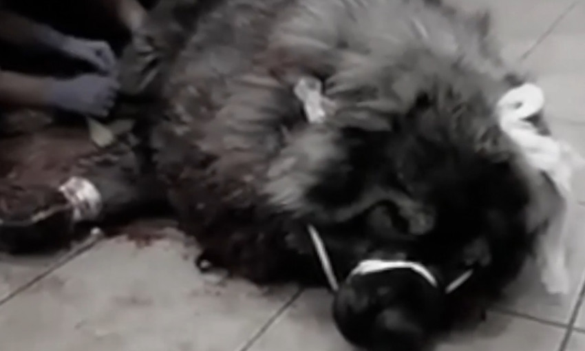 В Днепре ветеринары спасли собаку, защищавшую хозяев от грабителей