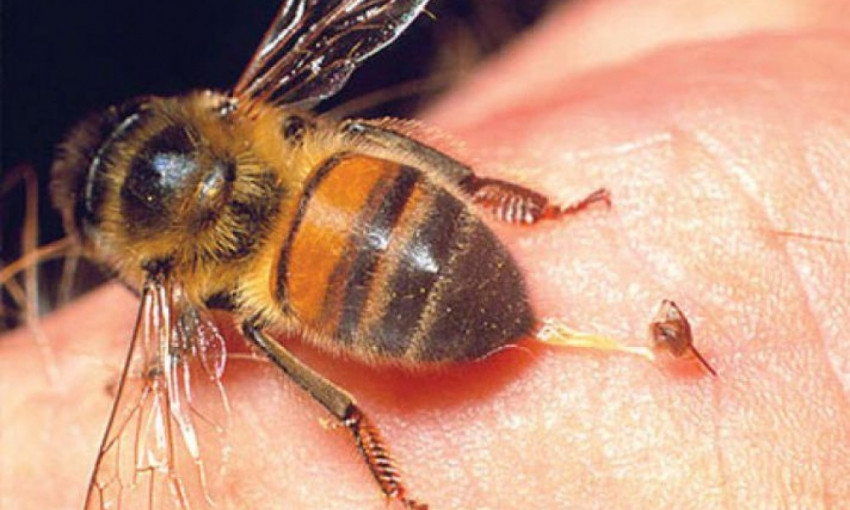 ЧП на Днепропетровщине: мужчина умер от укусов пчел