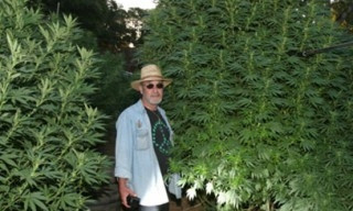 На Днепропетровщине дачник выращивал марихуану 