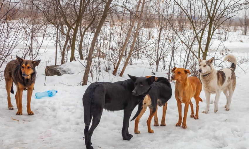 Под Днепром догхантеры массово травят собак 
