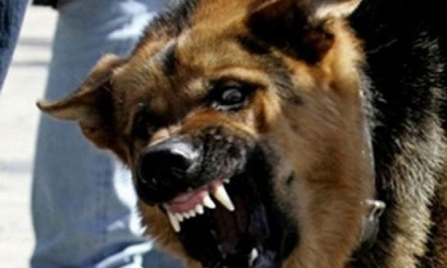 На Днепропетровщине собака напала на ребенка 