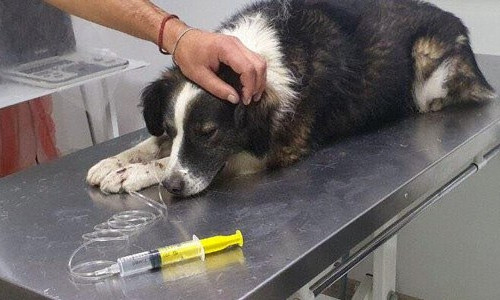 ЧП в Днепре: живодер перерезал собаке горло на глазах у детей 
