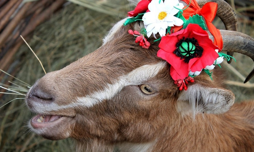 На Днепропетровщине провели конкурс красоты для коз 