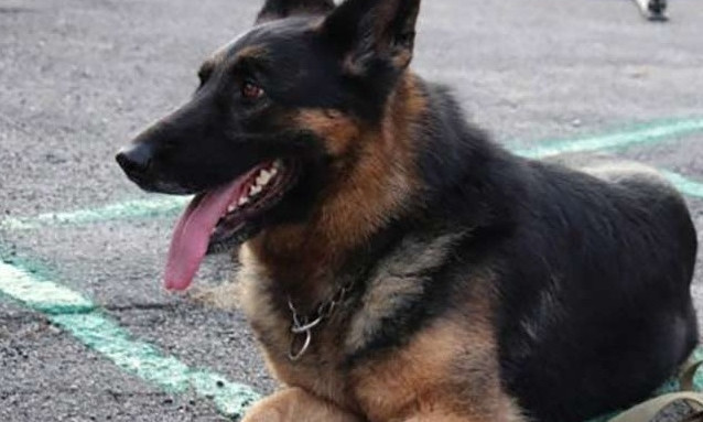Самосуд на Днепропетровщине: служебная собака отыскала убитого мужчину 