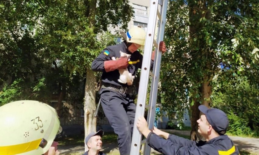В Днепре спасатели снимали котенка с дерева