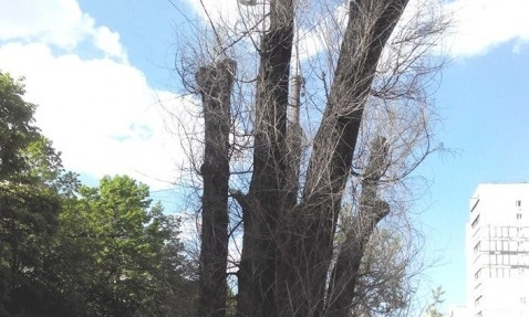 В Днепре деревья засохли после обрезки «Зеленстроя»