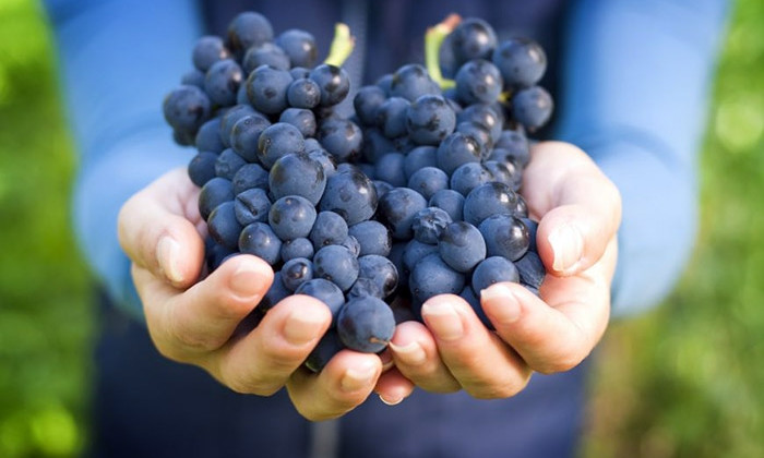 Красиво жить не запретишь: днепряне выбрасывают виноград
