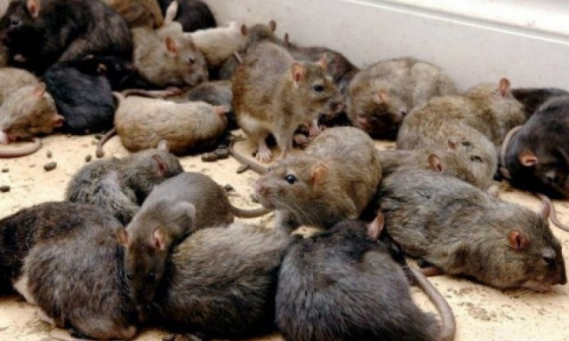 В Днепре активизировались крысы 