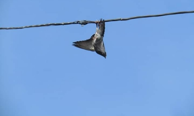 В Днепре спасатели сняли голубя с электропровода