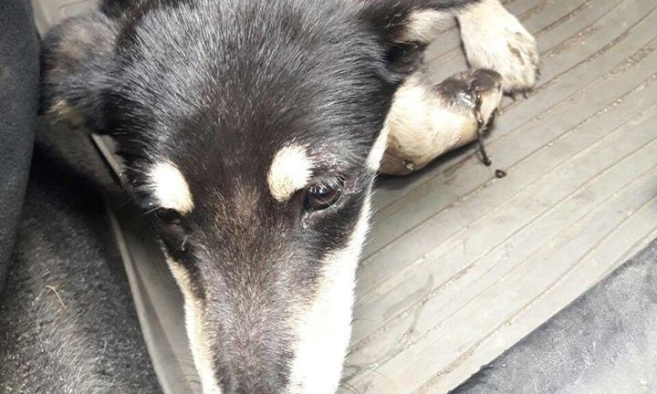 Патрульные Днепра спасли щенка, попавшего в ДТП