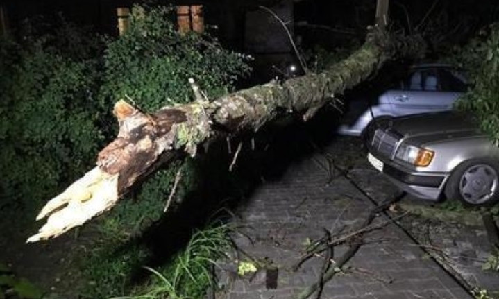 Древопад на Днепропетровщине: упавшие деревья разбили 12 автомобилей 