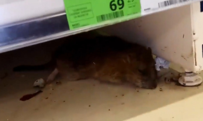 В Днепре в магазине обнаружили дохлую крысу 