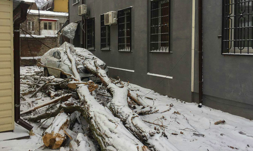 Древопад в Днепре: аварийное дерево порвало провода и упало на машину 