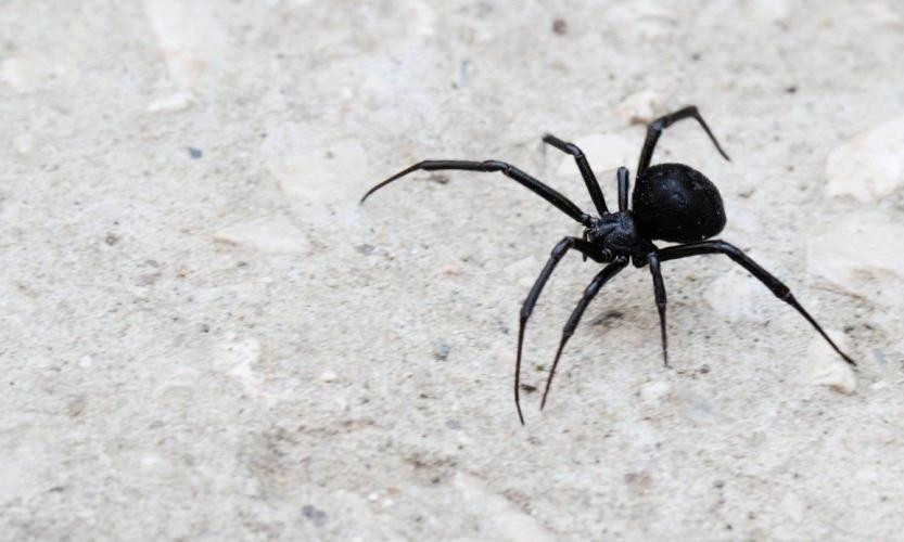 Под Днепром подростка укусил ядовитый паук 