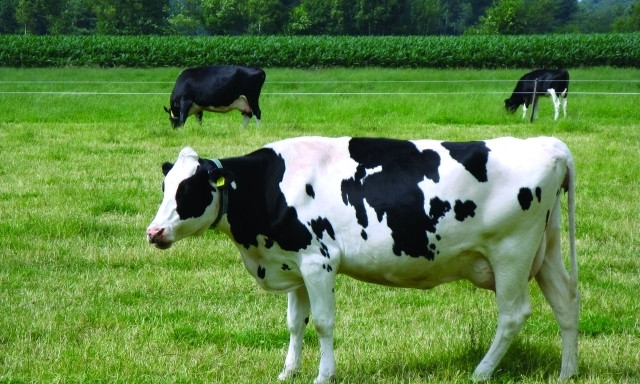 На Днепропетровщине чем меньше коров, тем больше молока